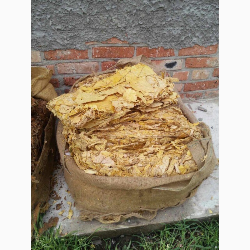 Фото 6. Табак Импортный Вирджиния Голд, золотистий, 370 кг