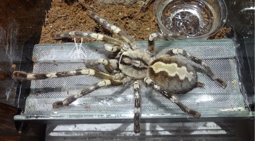 Фото 3/3. Паук Poecilotheria fasciata ЯД!, самка