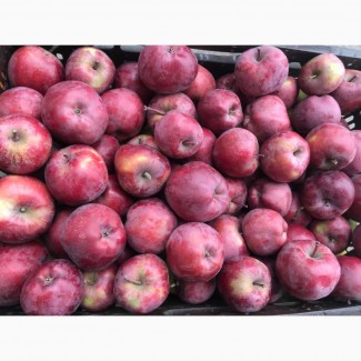 Продам яблоки, урожай 2021г, Днепропетровская обл