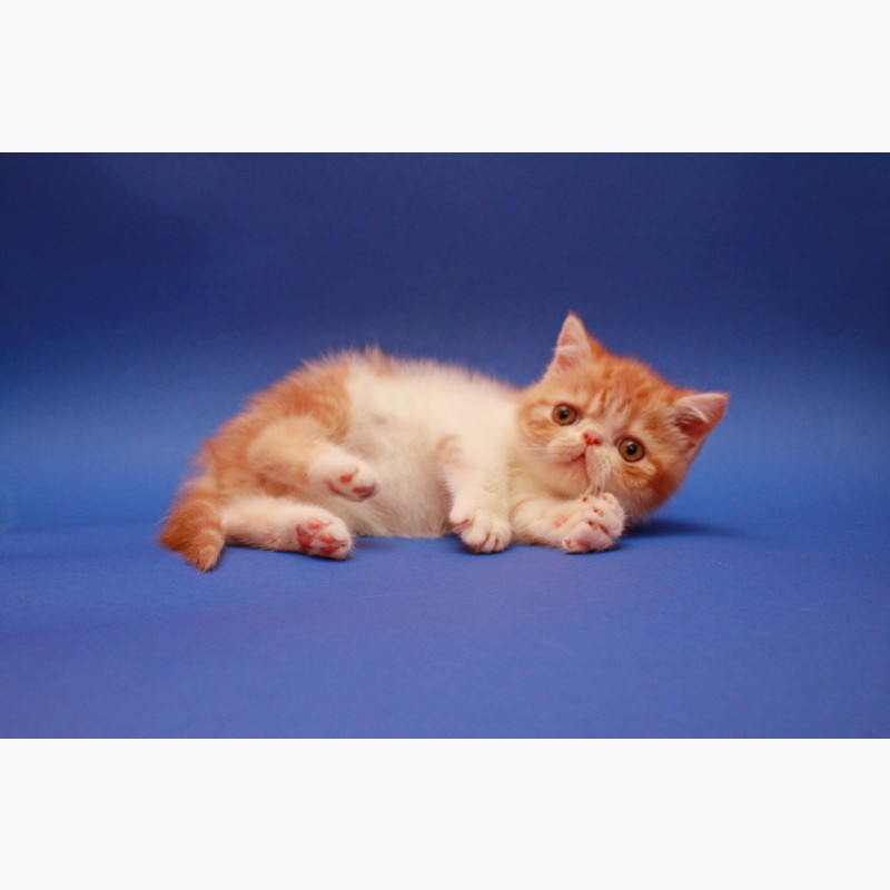 Фото 2. Котёнок экзот, мальчик в окрасе красный мраморный биколор