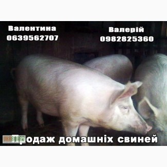 Продам свиней (домашні, без хімії)