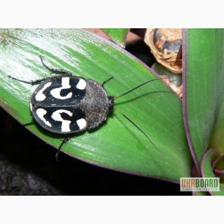Продам узорчатые тараканы ( Therea olegrandjeani )