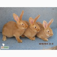 Кролики породисті