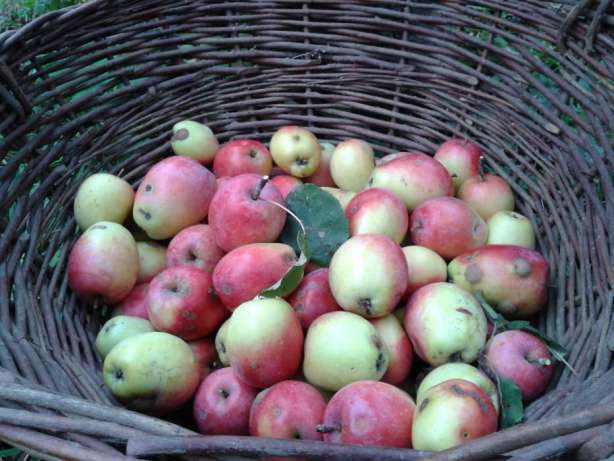 Фото 8. Домашний натуральный яблочный уксус на меде и на сахаре