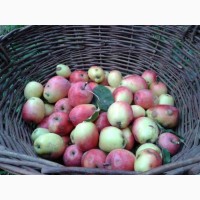 Домашний натуральный яблочный уксус на меде и на сахаре