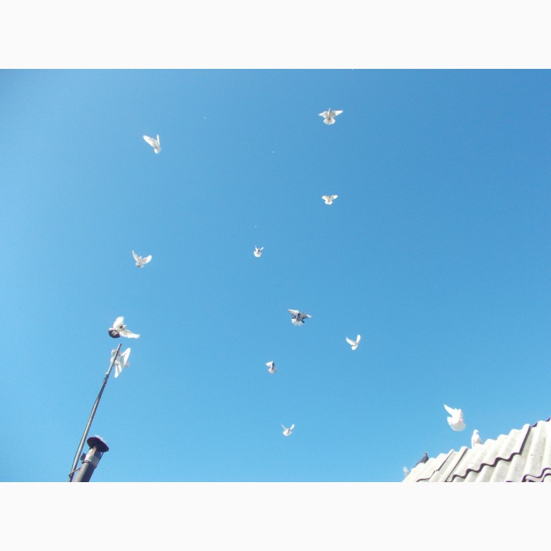 Фото 2. Продам голубей бакины и николаевские летные
