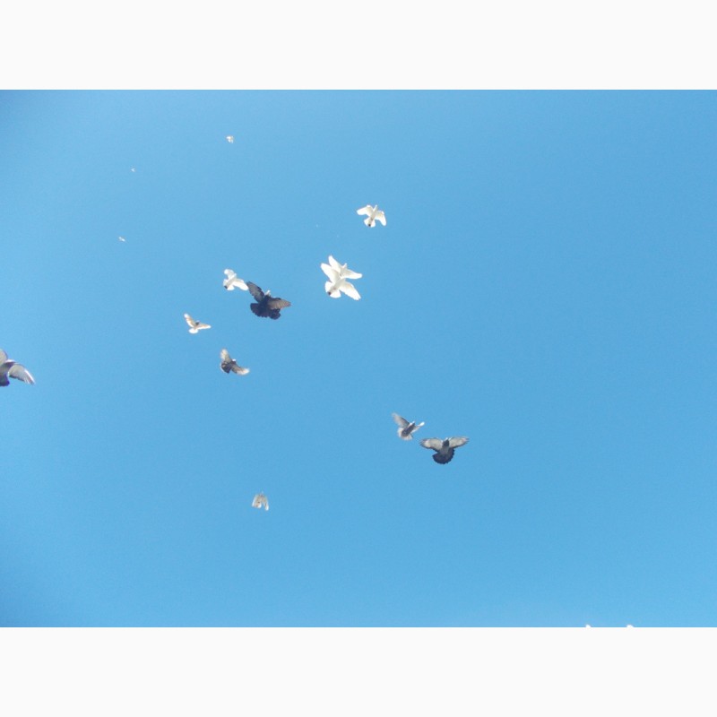 Фото 3. Продам голубей бакины и николаевские летные