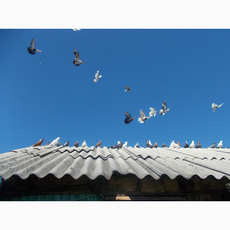 Фото 4. Продам голубей бакины и николаевские летные