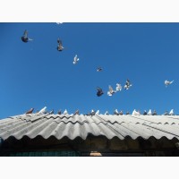 Продам голубей бакины и николаевские летные