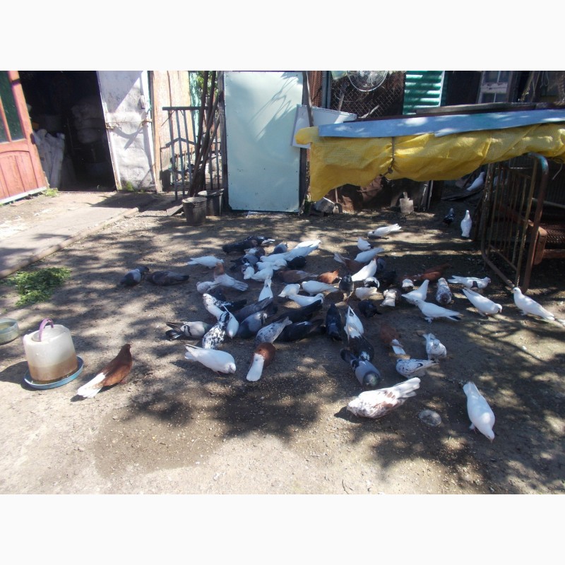 Фото 6. Продам голубей бакины и николаевские летные