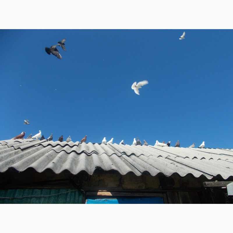 Фото 7. Продам голубей бакины и николаевские летные