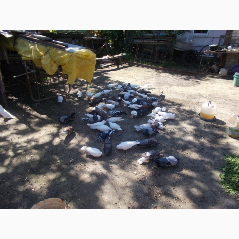 Фото 8. Продам голубей бакины и николаевские летные