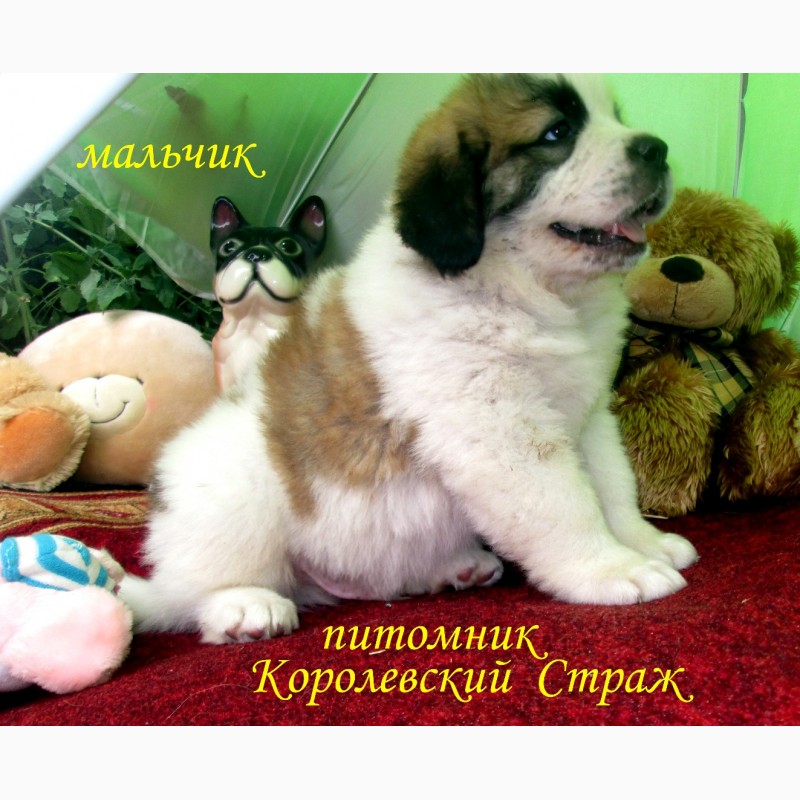 Фото 10. Московская Сторожевая 2 мес. Документы Доставка