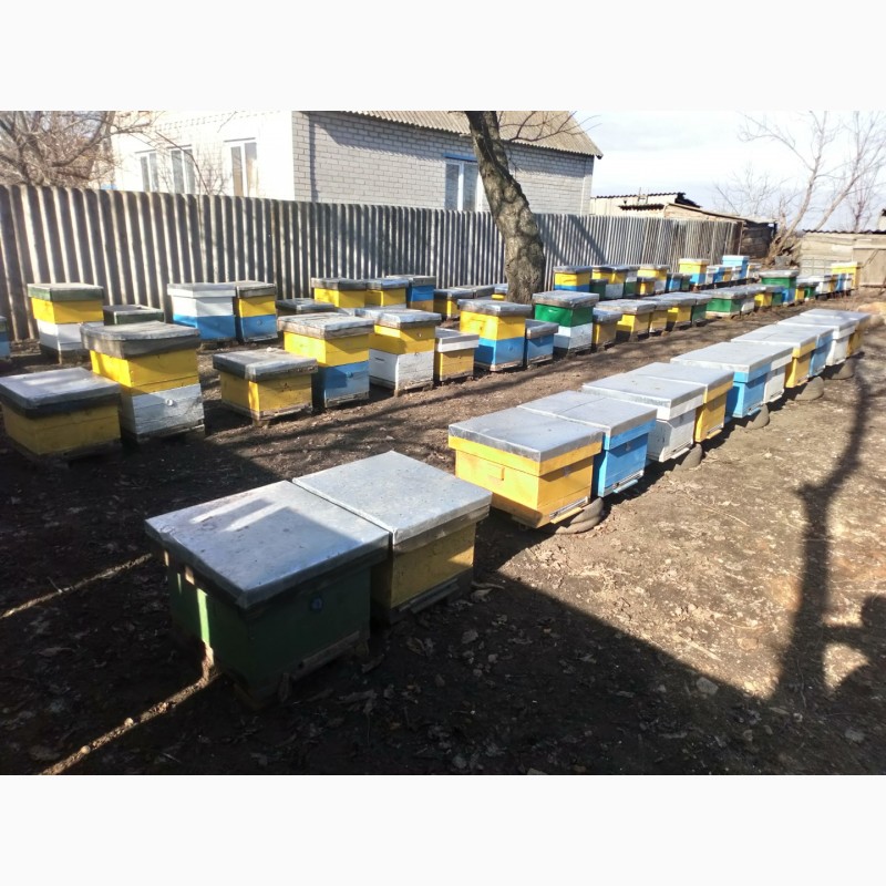 Фото 3. Продам пчелосемьи