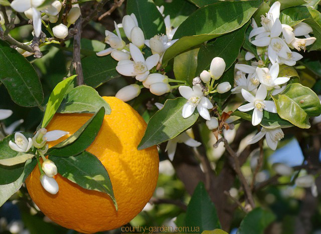 Фото 11. Продам саженцы Апельсина с плодами (комнатное растение) и много других растений