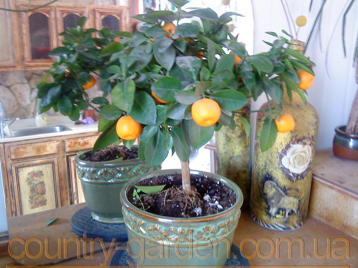Фото 14. Продам саженцы Апельсина с плодами (комнатное растение) и много других растений