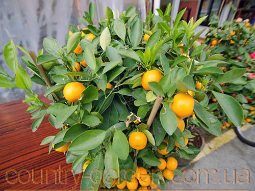 Фото 15. Продам саженцы Апельсина с плодами (комнатное растение) и много других растений