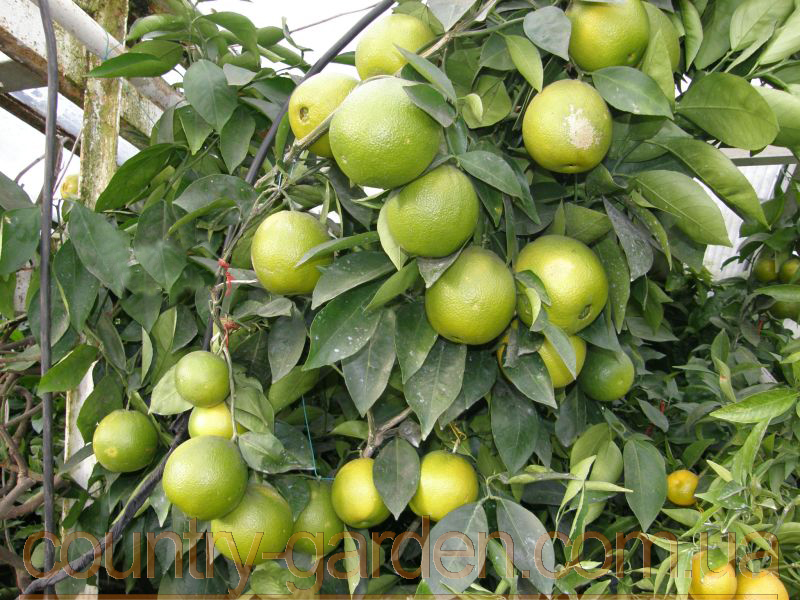 Фото 16. Продам саженцы Апельсина с плодами (комнатное растение) и много других растений