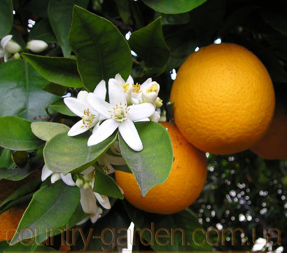Фото 2. Продам саженцы Апельсина с плодами (комнатное растение) и много других растений
