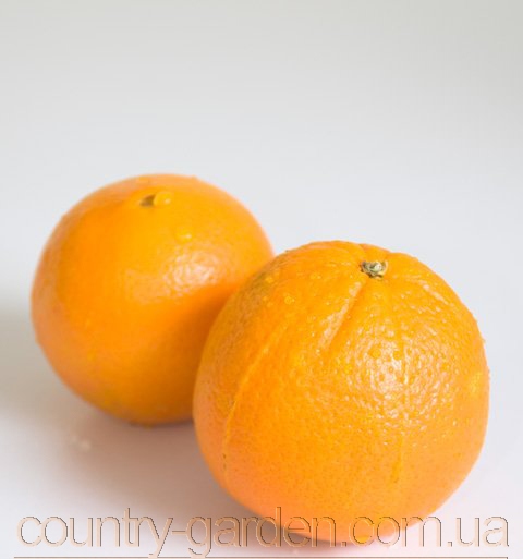 Фото 20. Продам саженцы Апельсина с плодами (комнатное растение) и много других растений