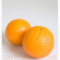Продам саженцы Апельсина с плодами (комнатное растение) и много других растений
