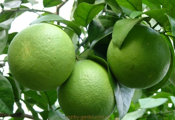 Фото 3. Продам саженцы Апельсина с плодами (комнатное растение) и много других растений