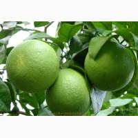 Продам саженцы Апельсина с плодами (комнатное растение) и много других растений