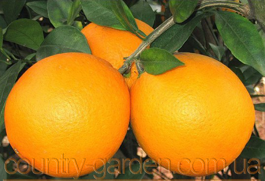 Фото 4. Продам саженцы Апельсина с плодами (комнатное растение) и много других растений