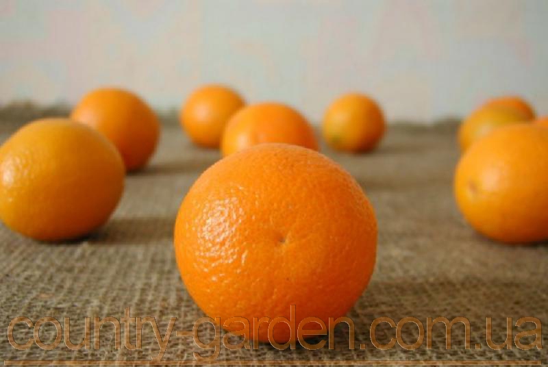 Фото 7. Продам саженцы Апельсина с плодами (комнатное растение) и много других растений