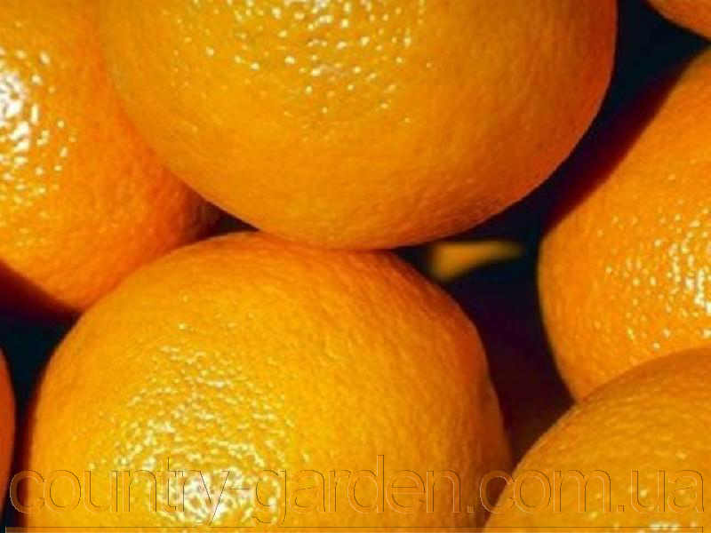 Фото 8. Продам саженцы Апельсина с плодами (комнатное растение) и много других растений