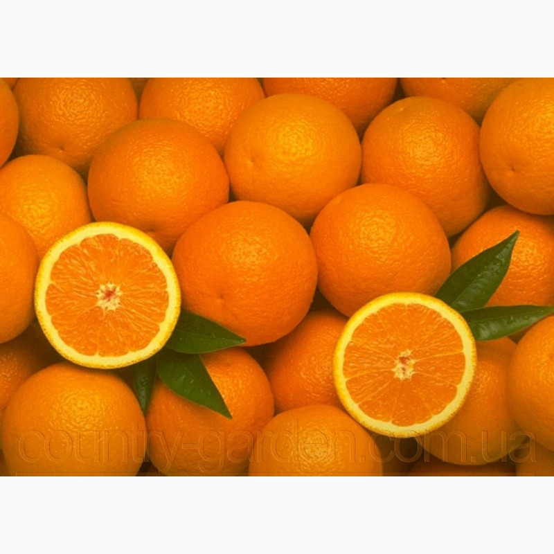 Фото 9. Продам саженцы Апельсина с плодами (комнатное растение) и много других растений
