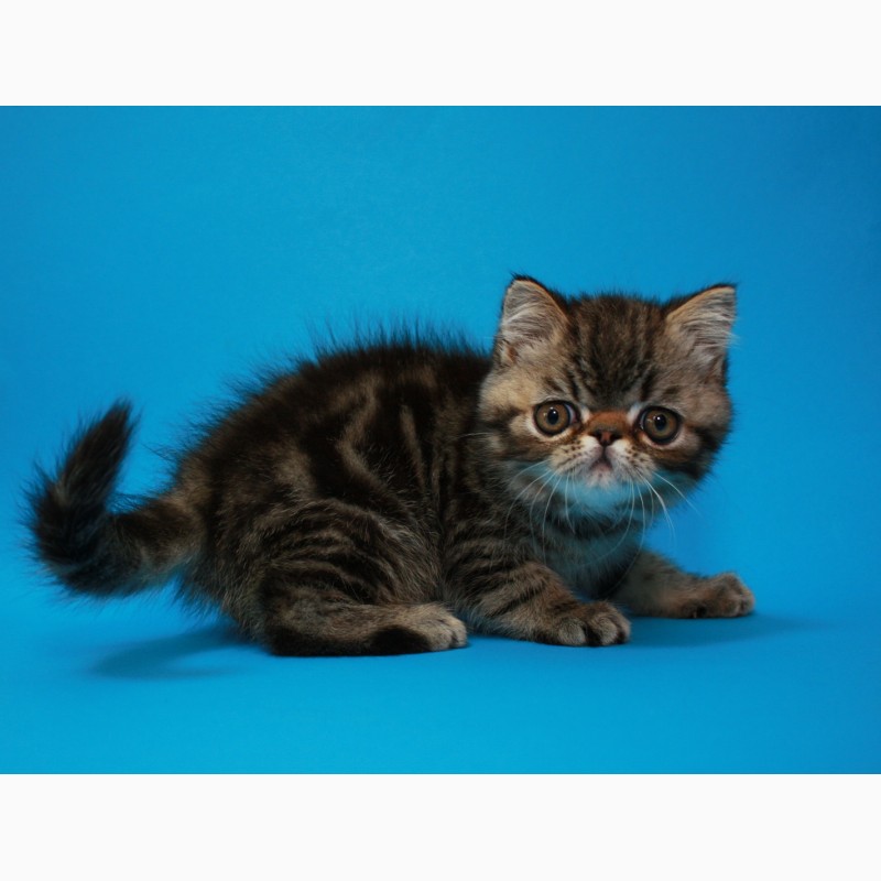 Фото 4. Котёнок экзот в окрасе чёрный мрамор