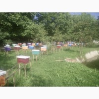 Приймаю замовлення на бджоломатки Карпатки 2020р