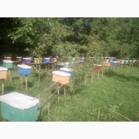 Приймаю замовлення на бджоломатки Карпатки 2020р
