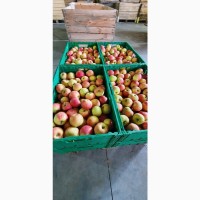 Продам яблука з саду, Городоцький район, Хмельницька обл