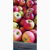 Продам яблука з саду, Городоцький район, Хмельницька обл