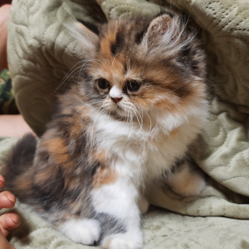 Фото 2. Персидский котенок девочка