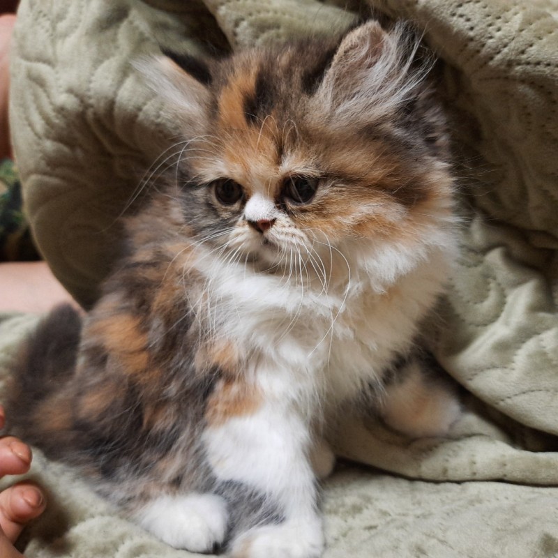 Фото 4. Персидский котенок девочка