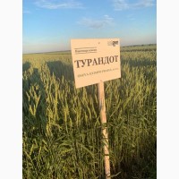 Насіння озимої пшениці ТУРАНДОТ (1 репродукція)