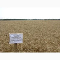 Насіння пшениці ярої, м#039;якої Струна миронівська, супер еліта