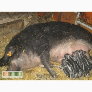 Поросята,порісні свиноматки та свиноматки з виводком ,травоїдної породи