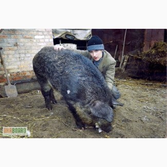 Молодняк травоїдних свиней породи Мангал