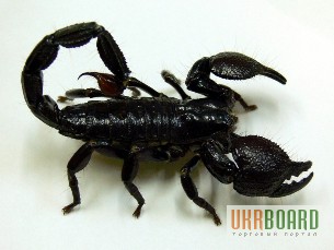 Фото 5. Продаём взрослых скорпионов Peyersi и пауков
