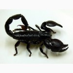 Продаём взрослых скорпионов Peyersi и пауков