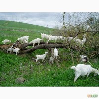Продам козлят козочек и козликов от зааненского племенного козла. Козлики.