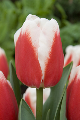 Фото 10. Луковицы тюльпанов из Голландии для выгонки к 8 марта. Опт от 100 шт