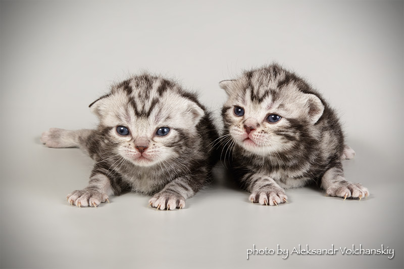 Фото 1/7. Редкая порода- Американские короткошерстные котята