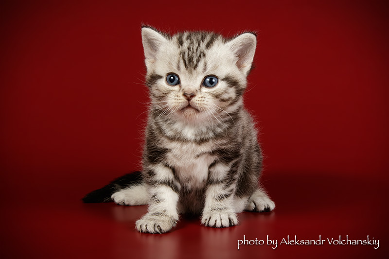 Фото 2. Редкая порода- Американские короткошерстные котята