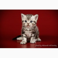 Редкая порода- Американские короткошерстные котята
