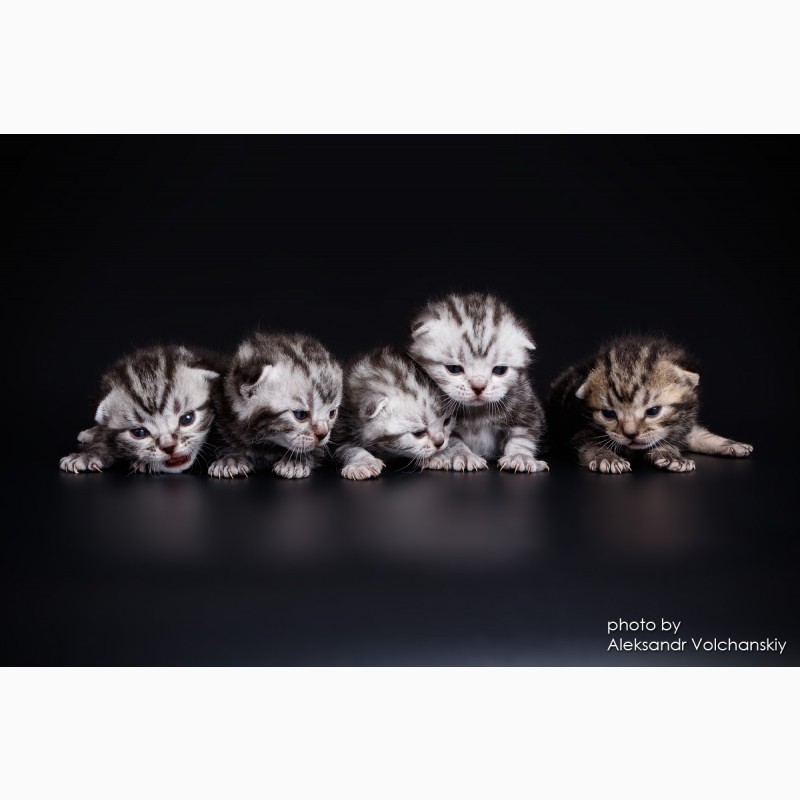Фото 3/7. Редкая порода- Американские короткошерстные котята
